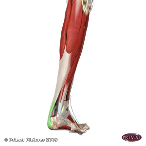 Tendo calcaneus (Syn  Achilles tendon)